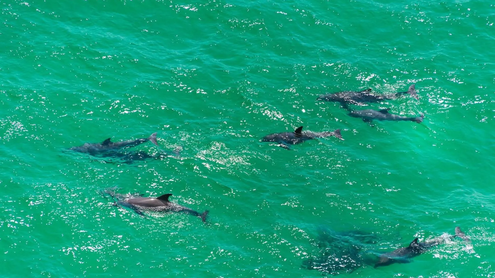 Calypso 3-202 - The Sea Suite Panama City Beach United States